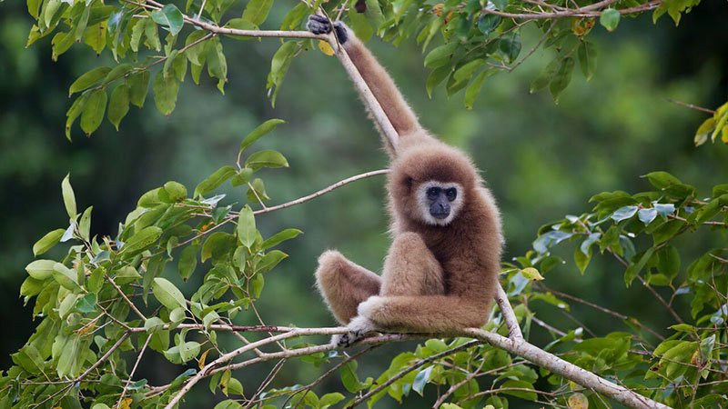 gibbon ratanakiri