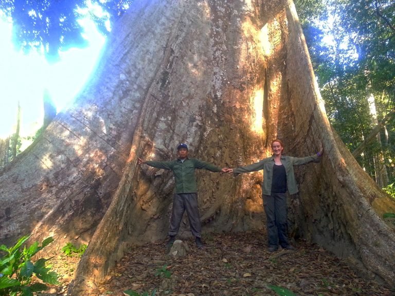 giant tree ratanakiri jungle
