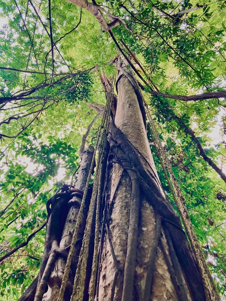 lianas jungle ratanakiri