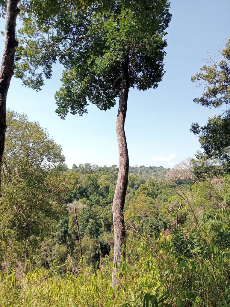 the lush green ratanakiri jungle