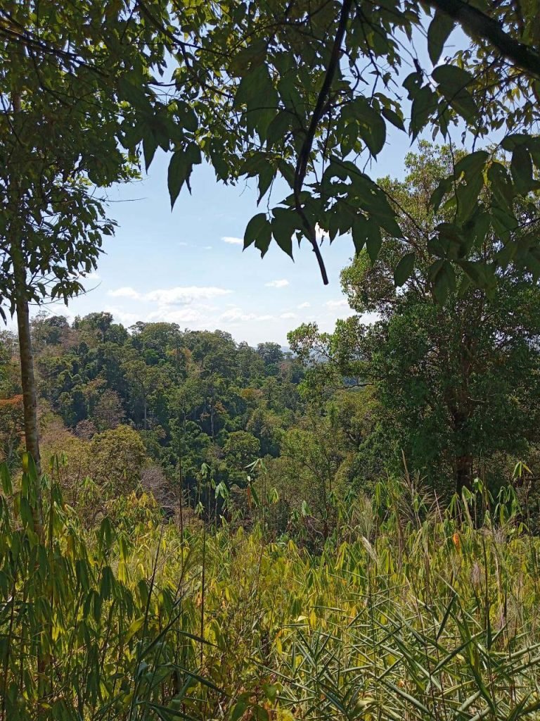 you ll never get enough of the lush green around you